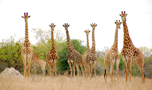 748-giraffes_South Africa_safari.jpg